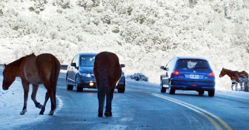 Alertan sobre riesgo de accidentes por animales sueltos en rutas argentinas