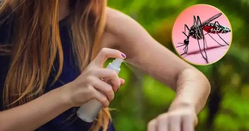 Revelan que este verano el Aedes seraacute maacutes resistente