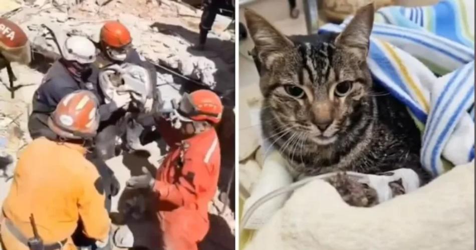 EMOCIONANTE VIDEO  Rescatan a Kiara la gata de una de las viacutectimas del derrumbe en Villa Gesell