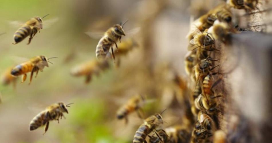 Fueron a desalojar una casa y los atacaron con abejas- varios policiacuteas heridos