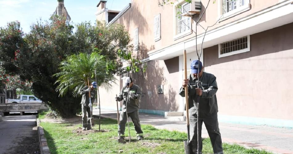 La Municipalidad inicioacute la plantacioacuten de 3400 aacuterboles en el barrio Francisco de Aguirre