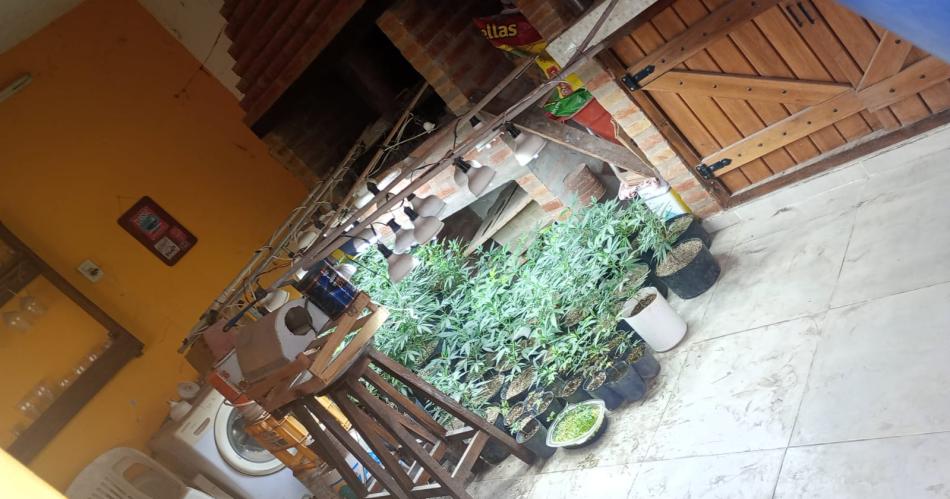 Salvaje- encerroacute a su madre para vender droga teniacutea vivero de Cannabis