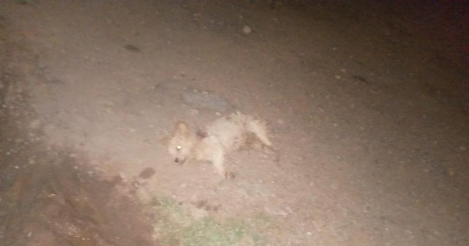 Denuncian que el perro de un policiacutea matoacute a un caniche