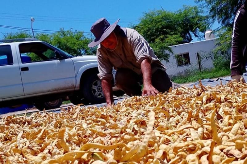 Algarroba fruto de bien- se cosechan miles y miles de kilos durante diciembre y enero en Santiago del Estero