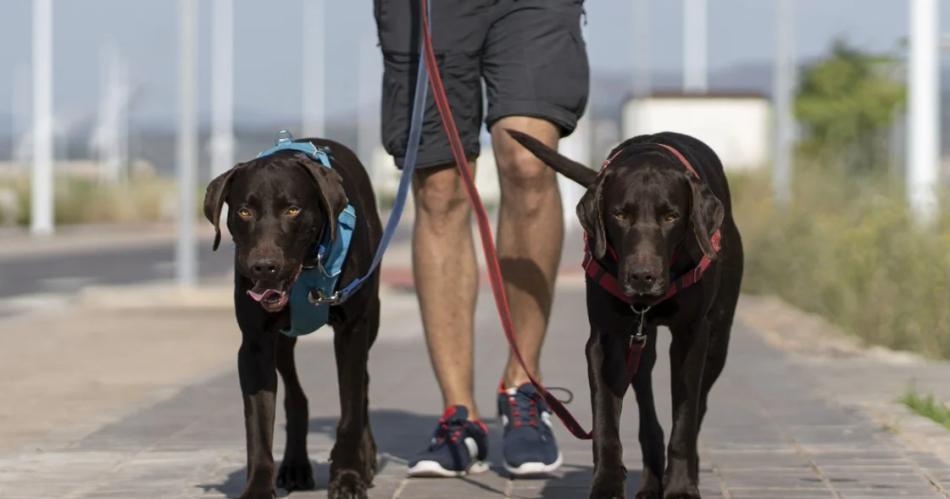 En un lugar del mundo se pueden pagar las multas de traacutensito paseando a perros rescatados