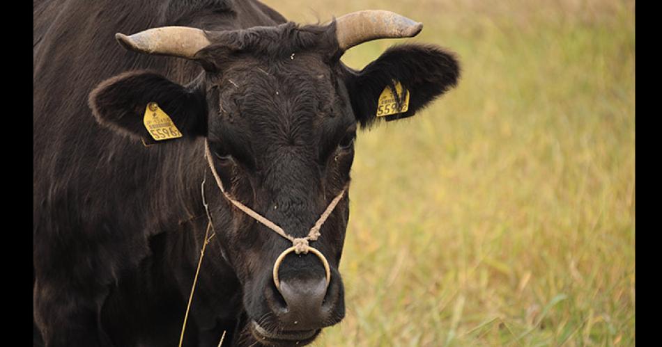 Intentoacute violar a una vaca y el animal lo matoacute- lo hallaron inconsciente y con el preservativo puesto