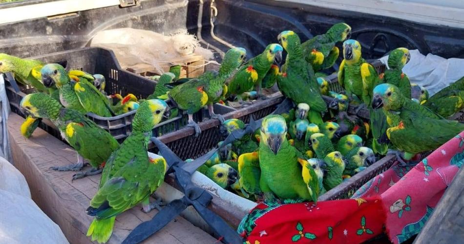 Rescatan 250 loros habladores en operativo contra el traacutefico de fauna en El Cabureacute