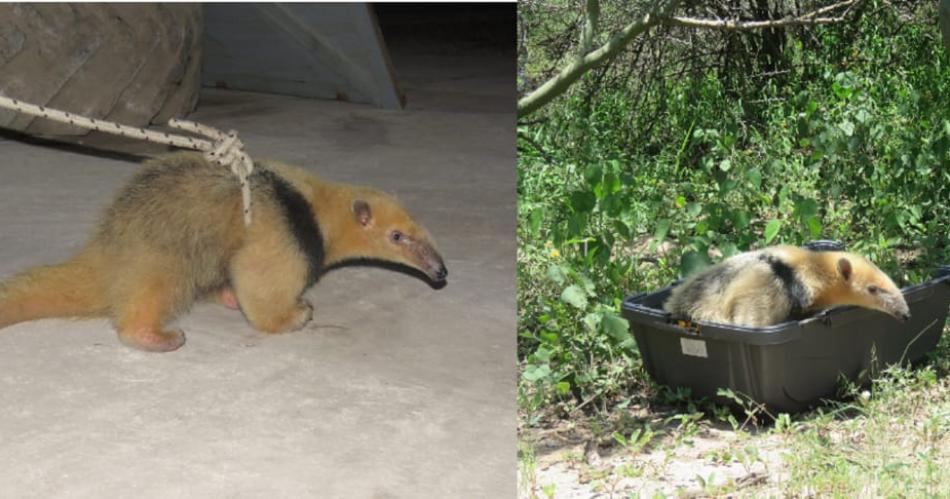 Devolvieron a su haacutebitat natural a un oso melero