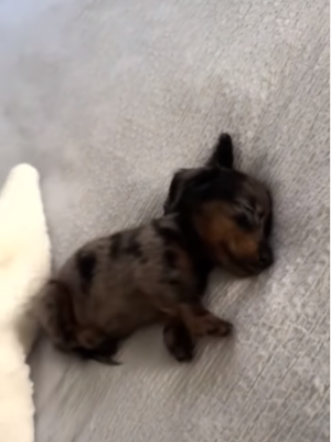 La vida que se merecen todos los perritos del mundo